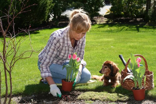 Landscape planting preparation and installation in Foresthill